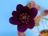 画像: 雪割草選別花　147（大1芽株/3号プラ）