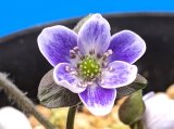 画像: 雪割草選別花　023（上1芽株/3号プラ）/咲き出し