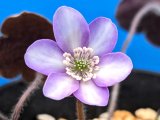 画像: 雪割草選別花　003（大1芽株/3号プラ鉢 ）/咲き出し