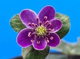 画像: 雪割草選別花　159（上1芽株/3号プラ）/咲き出し