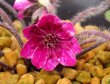 販売品の花です。