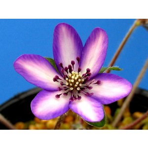 画像: 雪割草選別花　056（大1上3芽株/4号プラ）