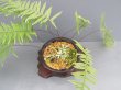 画像2: 石化シマアオネカズラ（7号プラ）