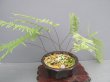 画像1: 石化シマアオネカズラ（7号プラ）