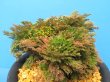 画像1: 遠州牡丹　（5号プラ）