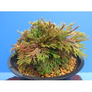 画像: 金朱雀　（4.5号プラ）