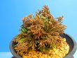 画像1: 雫乃輝　（4.5号プラ）