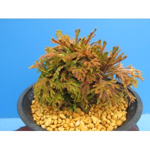 画像: 涼風　（4.5号プラ）
