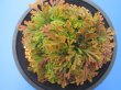 画像3: 栄獅子　（4.5号プラ）