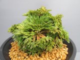 画像: 芭蕉扇　（4.5号プラ）