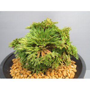 画像: 芭蕉扇　（4.5号プラ）