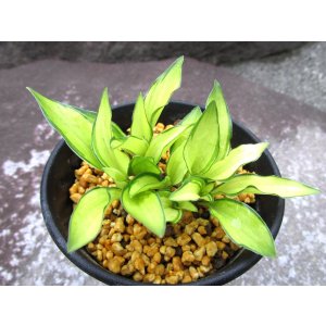 画像: 萌黄錦（株もの）
