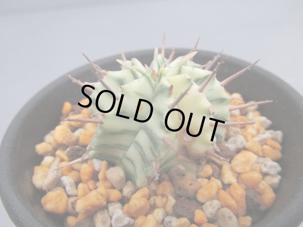 画像1: ユーフォルビア　メロフォルミス錦