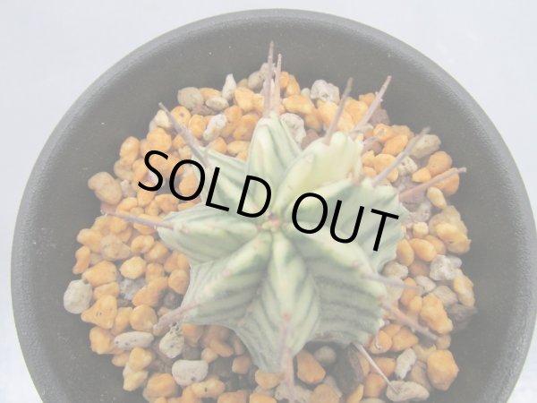 画像3: ユーフォルビア　メロフォルミス錦