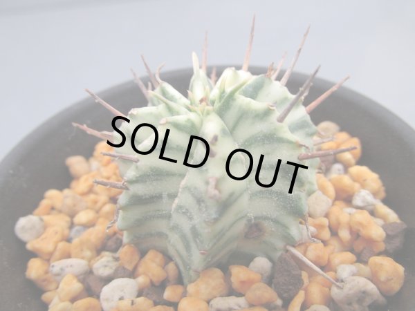 画像2: ユーフォルビア　メロフォルミス錦