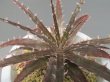 画像3: ディッキア交配種