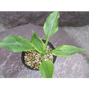 画像: 甲竜オオバギボウシ（一点もの）