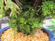 画像6: イワヒバ特選品【紅筑波】（8号化粧鉢）
