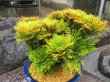 画像3: イワヒバ特選品【紅筑波】（8号化粧鉢）