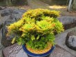 画像1: イワヒバ特選品【紅筑波】（8号化粧鉢）