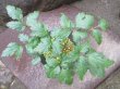 画像2: レンゲショウマ【覆輪花・斑入】（一点もの）4.5号
