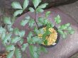 画像3: レンゲショウマ【黒御簾】（一点もの）4.5号