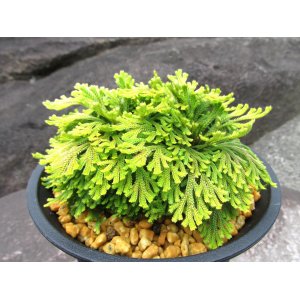 画像: 栄獅子　（4.5号プラ）