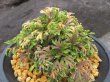 画像2: 紫金襴　（4.5号プラ）
