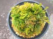 画像3: 麒麟冠　（4.5号プラ）