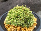 画像: 銀星冠　（4.5号プラ）