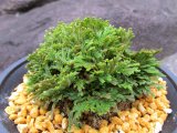 画像: 紫玉　（4.5号プラ）