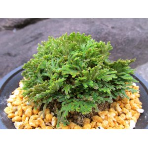 画像: 紫玉　（4.5号プラ）