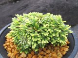 画像: 三恵ノ華　（4.5号プラ）