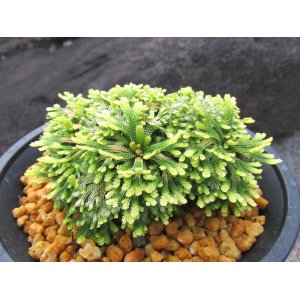 画像: 三恵ノ華　（4.5号プラ）