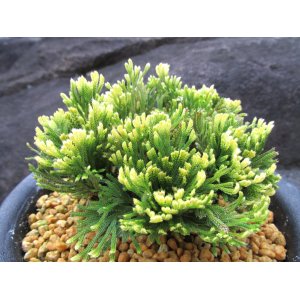 画像: 王冠　（5号プラ）