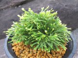 画像: 朝日滝　（4.5号プラ）