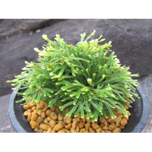 画像: 朝日滝　（4.5号プラ）