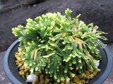 画像: 鏡獅子　（4.5号プラ）