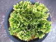 画像3: 王冠　（5号プラ）