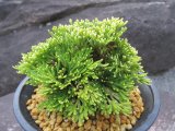 画像: 天賜冠　（4.5号プラ）