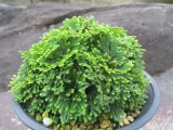 画像: 鳳明殿　（4.5号プラ）