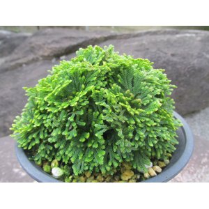 画像: 鳳明殿　（4.5号プラ）