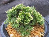 画像: 丹頂　（4.5号プラ）