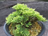 画像: 泰山宝　（4.5号プラ）