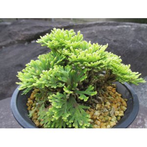 画像: 泰山宝　（4.5号プラ）