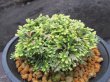 画像2: 三恵ノ華　（4.5号プラ）