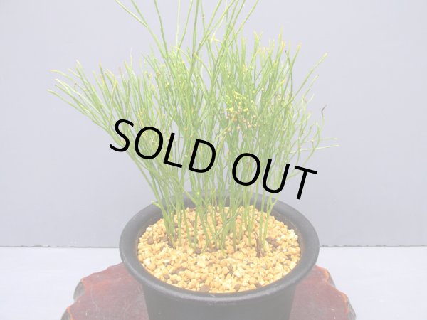 画像1: マツバラン実生（5号プラ）