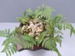 画像2: 石化トキワシノブ上株（6号プラ）