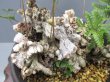 画像3: 石化トキワシノブ上株（6号プラ）