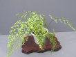 画像1: ハコネシダ上株（4.5号プラ）